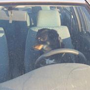 Blanding af racer Zenta