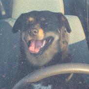 Blanding af racer Zenta