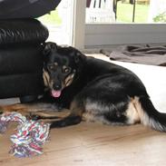 Blanding af racer Zenta