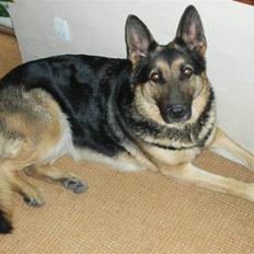 Schæferhund Sasha