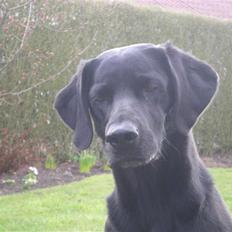 Labrador retriever Molly