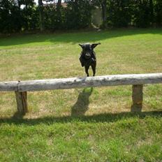 Labrador retriever Molly