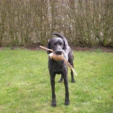 Labrador retriever Molly