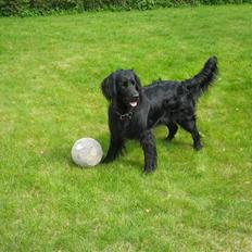 Flat coated retriever Buster