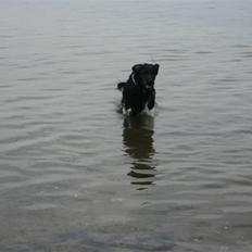 Flat coated retriever Buster