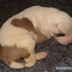 Amerikansk bulldog Lucy Lui