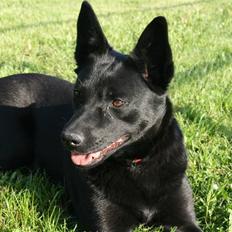 Australsk kelpie Sophie
