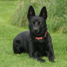 Australsk kelpie Sophie