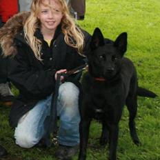 Australsk kelpie Sophie