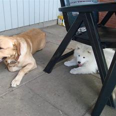 Samojedhund Kiak´Qato of Aslan Lo-Key