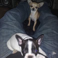 Fransk bulldog Panda R.I.P. 18-08-2011