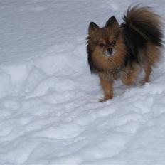 Pomeranian sally