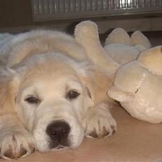 Golden retriever Sammy