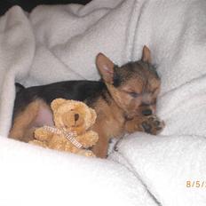 Norwich terrier Berta