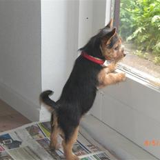 Norwich terrier Berta