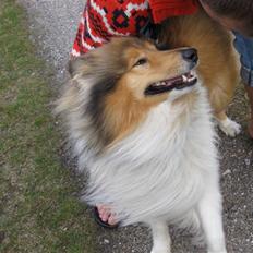 Collie langhåret Beyond Imagination - Mio