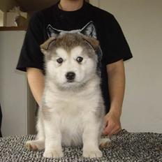 Alaskan malamute Wolfine