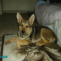 Schæferhund Simba... R.I.P.