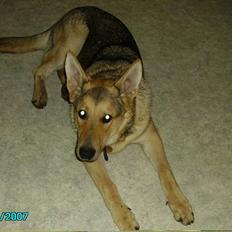 Schæferhund Simba... R.I.P.