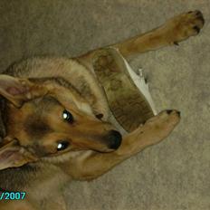 Schæferhund Simba... R.I.P.