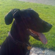 Blanding af racer Lucky *RIP*