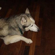 Siberian husky Chuchi (Knud<3)