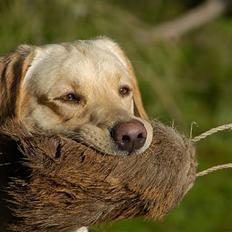 Labrador retriever Cooper