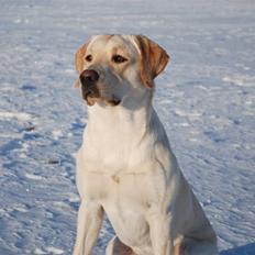 Labrador retriever Cooper
