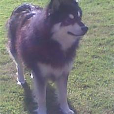 Finsk lapphund | Finda Davin Topper «3