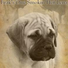 Bullmastiff Brak's One Smokin' Hot Le