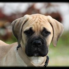 Bullmastiff Brak's One Smokin' Hot Le