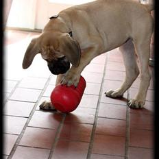 Bullmastiff Brak's One Smokin' Hot Le