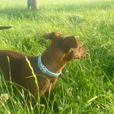 Dvaergpinscher Fifi Jørgensen