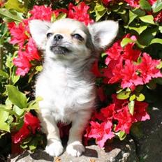 Chihuahua *Elliot <3*