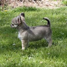 Chihuahua *Elliot <3*