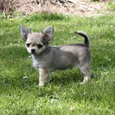 Chihuahua *Elliot <3*