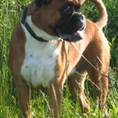 Boxer Roberta *Himmelprinsesse*