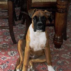 Boxer Roberta *Himmelprinsesse*