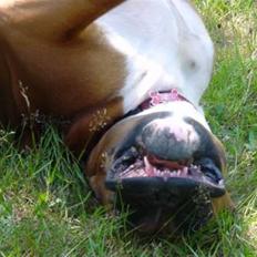 Boxer Roberta *Himmelprinsesse*