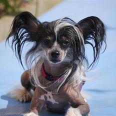 Chinese crested hårløs Chanel