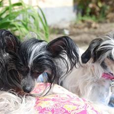 Chinese crested hårløs Chanel