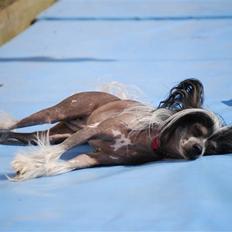 Chinese crested hårløs Chanel