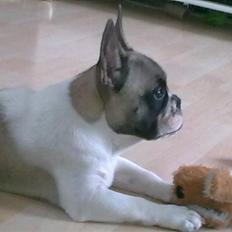 Fransk bulldog Elvis - R.I.P. <3