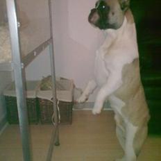 Fransk bulldog Elvis - R.I.P. <3