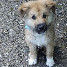 Islandsk fårehund James