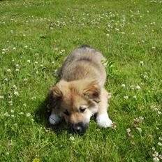 Islandsk fårehund James