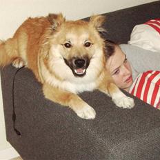 Islandsk fårehund James