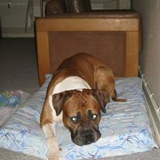 Amerikansk bulldog Caroe