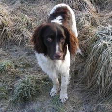 Kleiner münsterländer Zaki R.I.P.