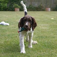 Kleiner münsterländer Zaki R.I.P.